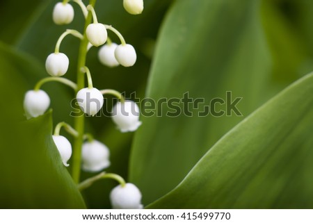 Lily Valley Flower Closeup On Background Stock Photo Edit Now