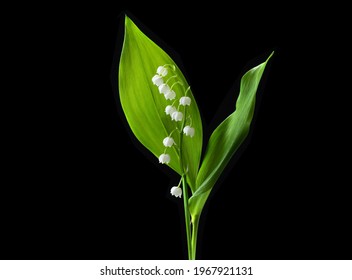 Lily valley flower isolated on black background. Beautiful single muguet flower with green leaves with clipping path, side view. Naturе object for design to women's day, mother's day - Shutterstock ID 1967921131