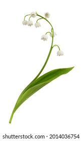 Lily of the valley flower isolated on white - Shutterstock ID 2014036754