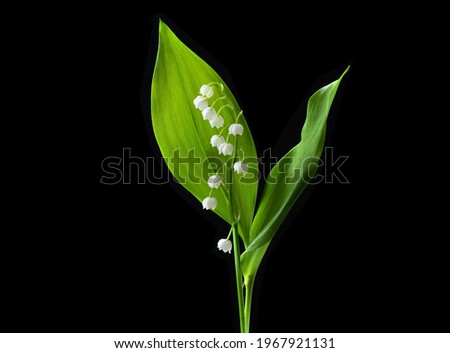 Lily valley flower isolated on black background. Beautiful single muguet flower with green leaves with clipping path, side view. Naturе object for design to women's day, mother's day