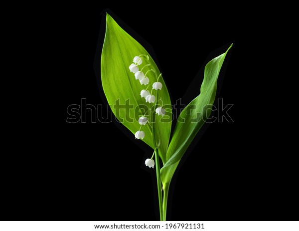 Lily\
valley flower isolated on black background. Beautiful single muguet\
flower with green leaves with clipping path, side view. Naturе\
object for design to women\'s day, mother\'s\
day