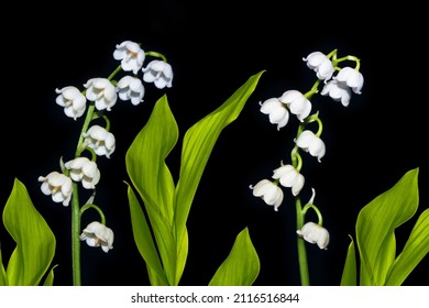 Lily Of The Valley Flower On Black  Background. Nature