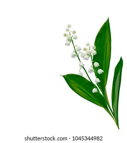 Lily Of The Valley Flower On White Background