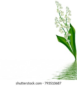 Lily Of The Valley Flower On White Background