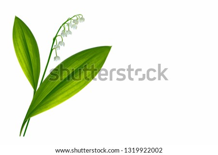 Similar – Foto Bild Convallaria majalis