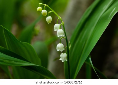 Lily of the valley flower in spring forest - Shutterstock ID 1408872716