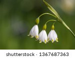 Lily of the valley flower in spring garden. It means "return to happiness" and most often symbolizes chastity, purity, happiness, luck and humility.