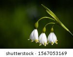 Lily of the valley flower in spring garden with dark green background. It means "return to happiness" and most often symbolizes chastity, purity, happiness, luck and humility.