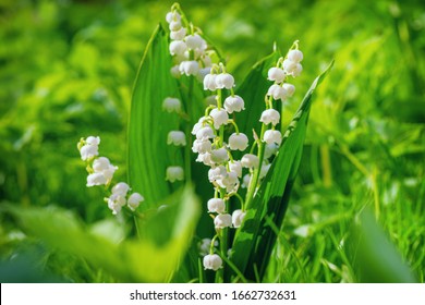 70,485 Lily of the valley Images, Stock Photos & Vectors | Shutterstock