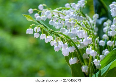 Lily of valley. Flowering of lily of valley in spring in forest against background of green forest close-up, horizontal photo.