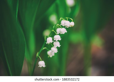 Fleur Muguet Images Stock Photos Vectors Shutterstock