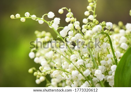 Lily of the valley flowers. Natural background with blooming lilies of the valley. High resolution photo. Selective focus.