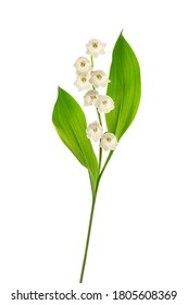 Lily Of The Valley  Isolated On White Background