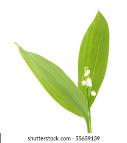 Lily Of The Valley Isolated On White Background.