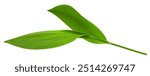 Lily of the valley Leaf, isolated on white background, clipping path, full depth of field