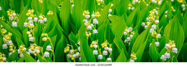 Lily of the valley (Lily-of-the-valley) white small fragrant flowers in green leaves. Banner. Convallaria majalis  woodland flowering plant. 