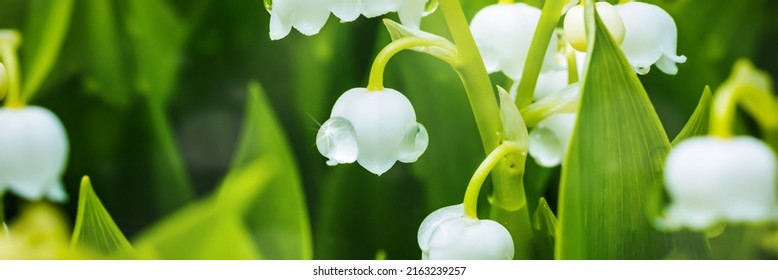 Lily of the valley (Lily-of-the-valley) white small fragrant flowers in green leaves. White flowers Lilly of The Valley in garden. Banner.  Convallaria majalis  woodland flowering plant. - Shutterstock ID 2163239257