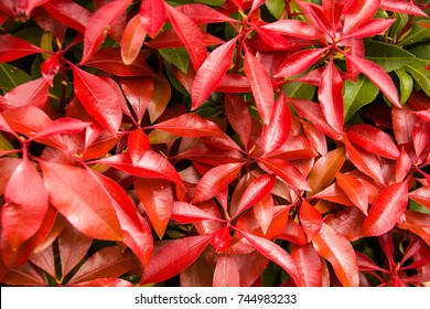 Lily Of The Valley, Mountain Fire. Pieris, Japonica