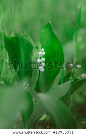 Lily Valley On Green Nature Background Stock Photo Edit Now