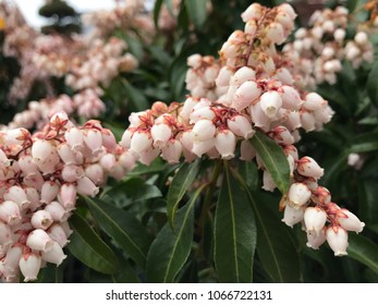 Lily Of The Valley Shrub Flowers