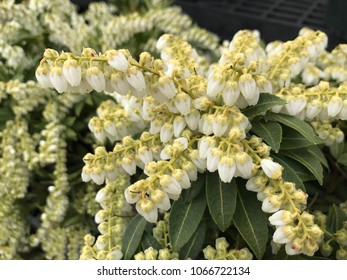 Lily Of The Valley Shrub Flowers