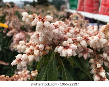 Lily Of The Valley Shrub Flowers