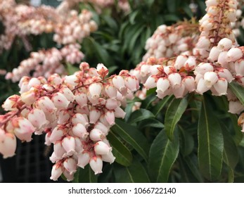 Lily Of The Valley Shrub Flowers