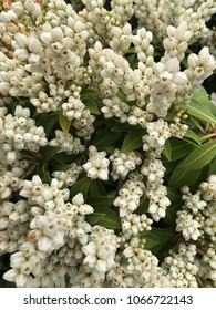 Lily Of The Valley Shrub Flowers