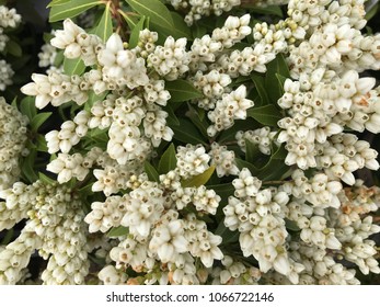 Lily Of The Valley Shrub Flowers