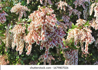 Lily Of The Valley Shrub Flowers During Spring.