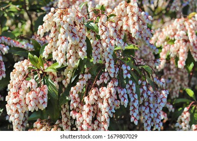 Lily Of The Valley Shrub Flowers During Spring.