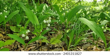 Lily of the valley, sometimes written lily-of-the-valley, is a woodland flowering plant with sweetly scented, pendent, bell-shaped white flowers borne