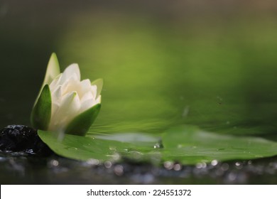 lily white autumn pond