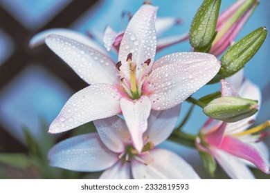 lily, white, flower, blossom, calyx, natur, pistils, very nice, big flowers, marriage, pink