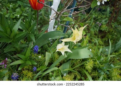 Lily-flowered yellow tulips and Triumph yellow-red tulip 
