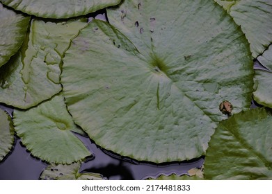 Lilypad And Frog In Pond