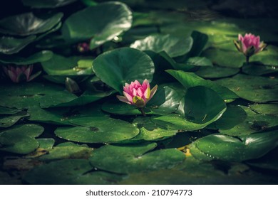 Lilypad On The Water