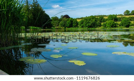Lilypads on the Lake
