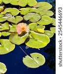 Lilypads and pink lotus flower pond background