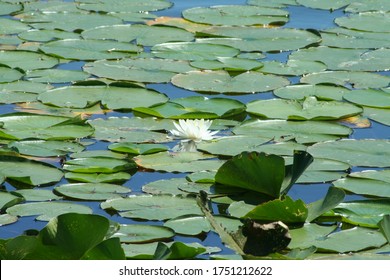 Lilypads resting on the pond