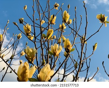 A Lilytree In Flower Against A Blue Sky