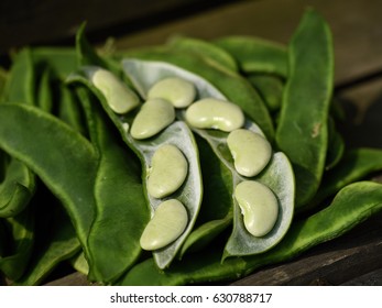  lima bean