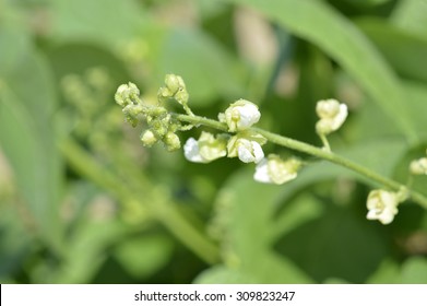 Lima Beans Plant High Res Stock Images Shutterstock