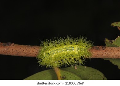 Limacodid slug caterpillars, cup moths caterpillar, stinging spines slug caterpillar, Limacodidae live in tropical forest.