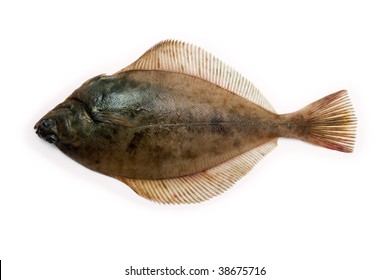 1,819 Fluke fish Images, Stock Photos & Vectors | Shutterstock
