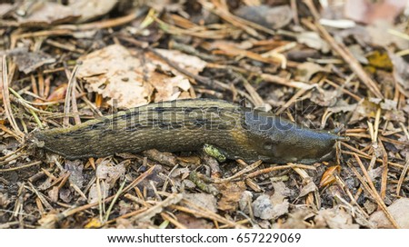 Limax cinereoniger