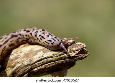 Limax Maximus 