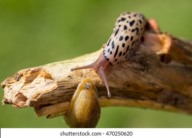 Limax Maximus 