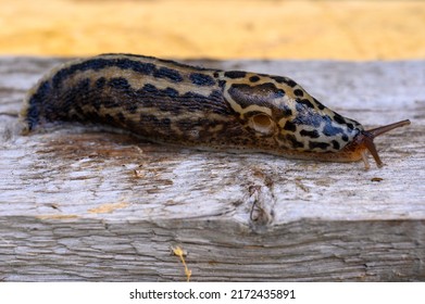 Limax maximus, biggest slug, known by the common names great grey slug and leopard slug, is a species of slug in the family Limacidae, the keeled slugs. It is among the largest keeled slugs.