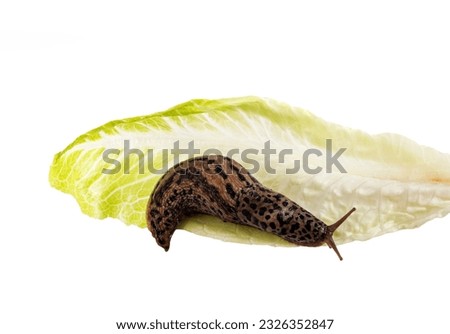 Limax maximus in front of white background